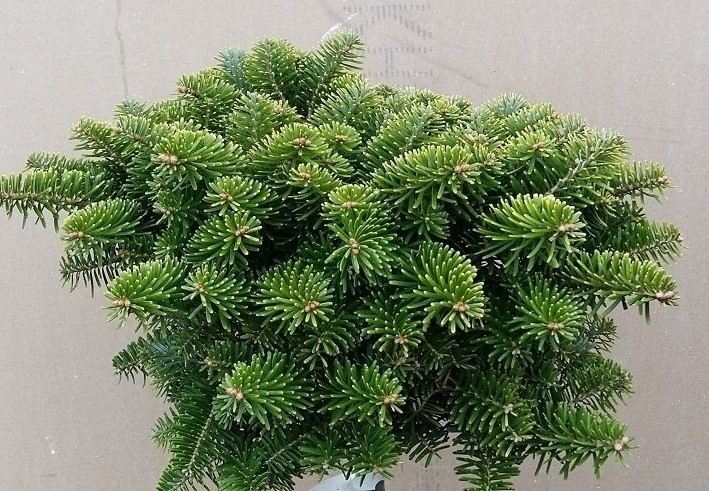 Пихта корейская Тундра